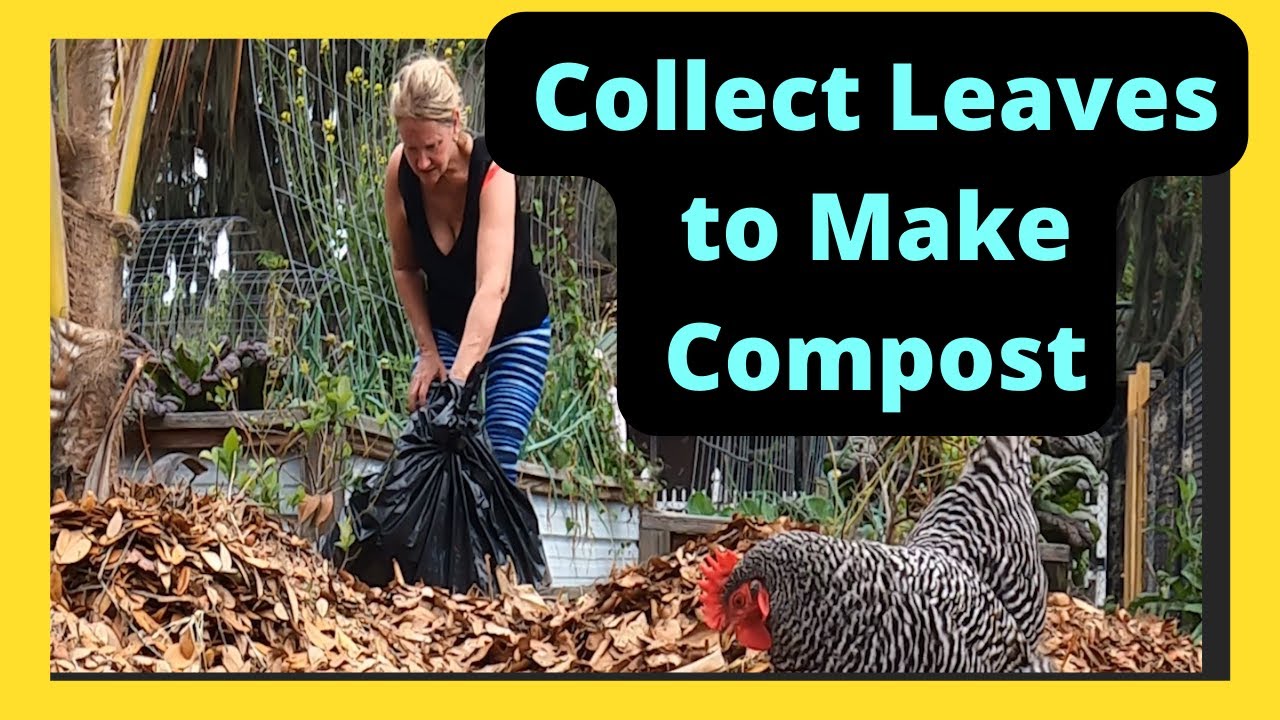 Building Compost Between my Raised Garden Beds by Collecting Leaf Bags to Mulch in More Fertility