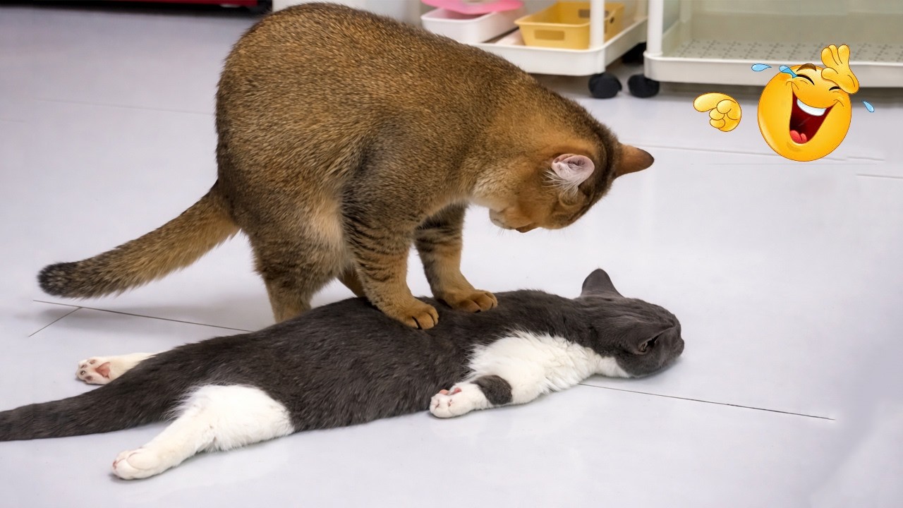 The FUNNIEAST Cat Clips on the Internet 😂 SUPER Funny Cat Videos 2026