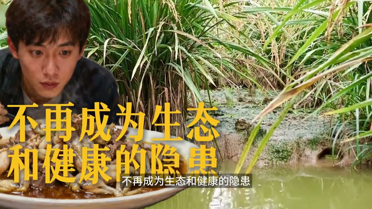 入侵全球的牛蛙，愣是被吃成了千亿夜宵产业#牛蛙#涨知识#美食#科普#干锅蛙