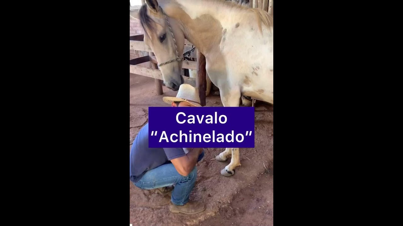 Cavalo “Achinelado”