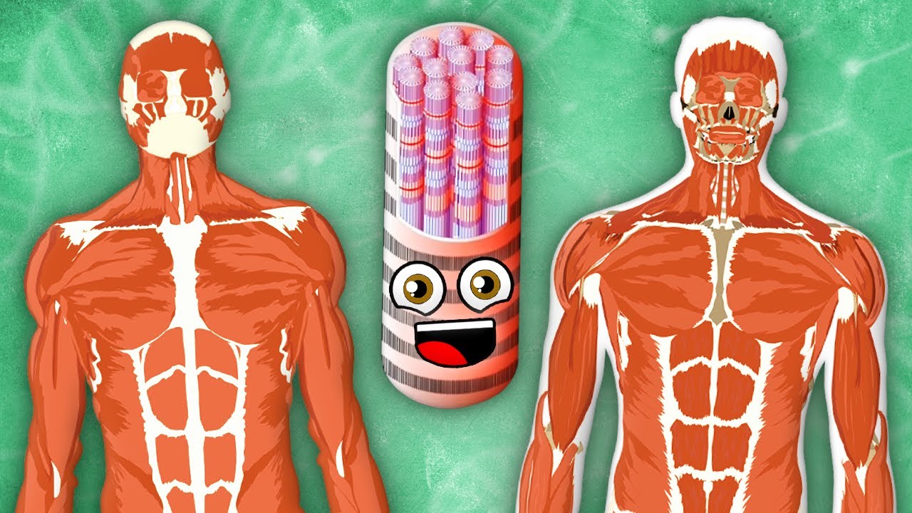 Every Human Muscle! | KLT Anatomy