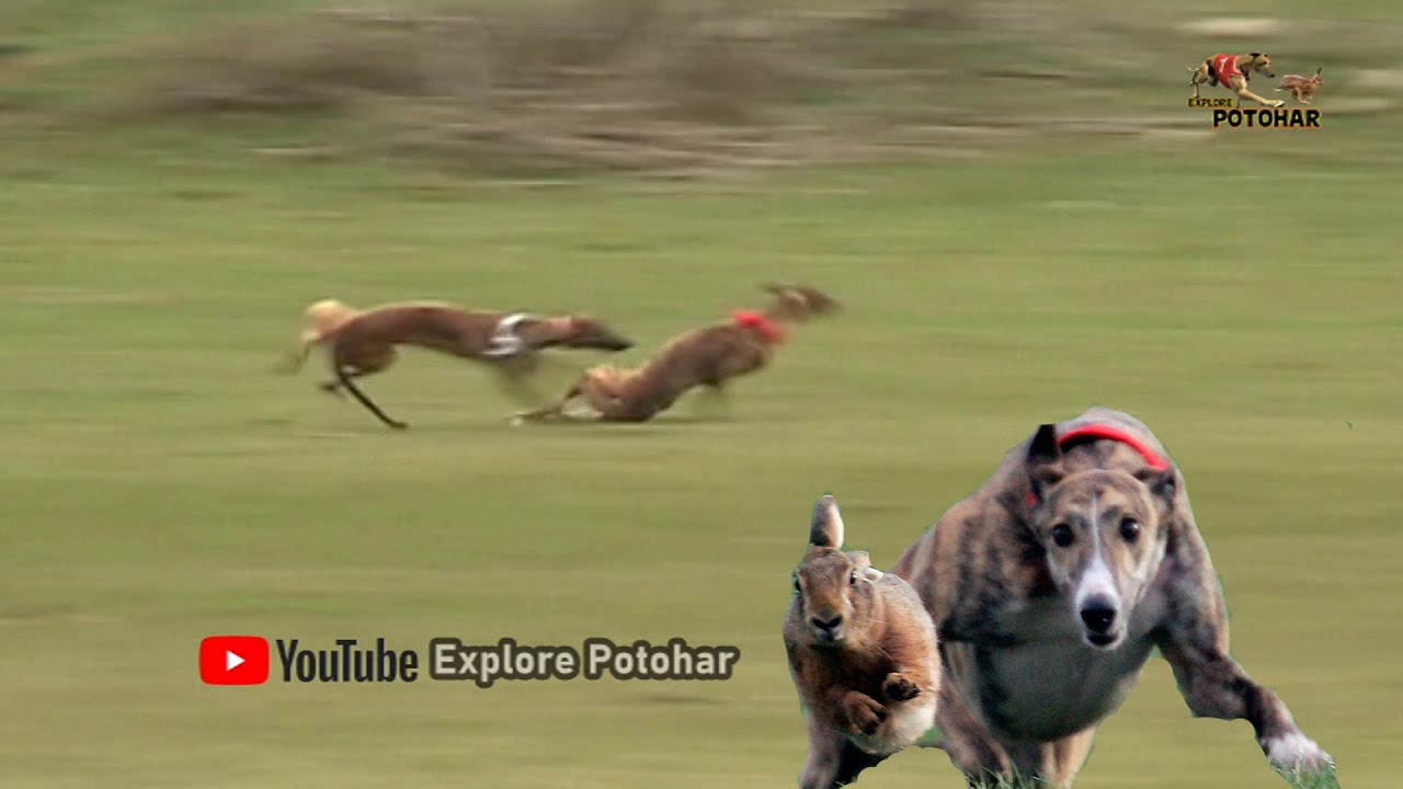 Coursing Dogs Chasing Wild Hare Door 4 | Rabbit Race | Greyhound Vs Hare | Speed Dog | Dogs Race