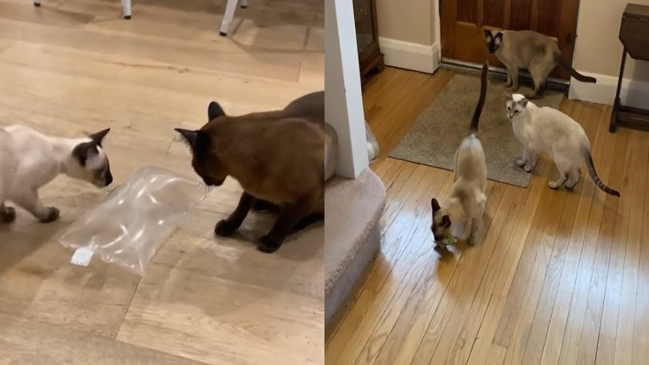 FLAWLESS TONKINESE CATS
