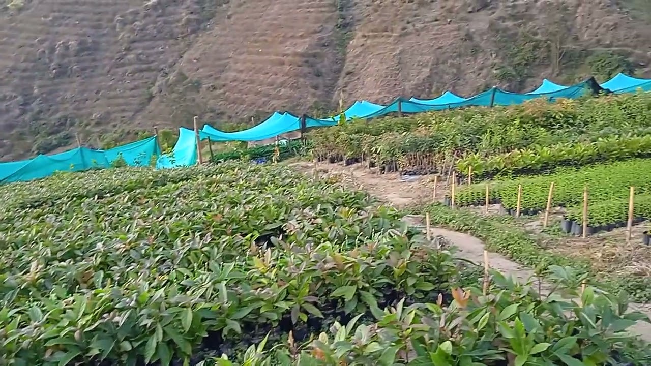 agro negocios VIANJU  vivero palto y durazno 