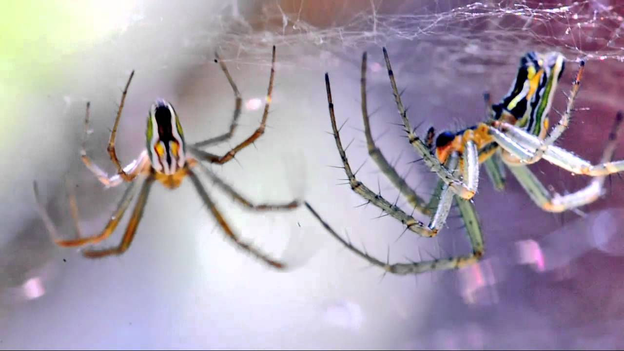 HDSLR: A Love Story (Arachnid)