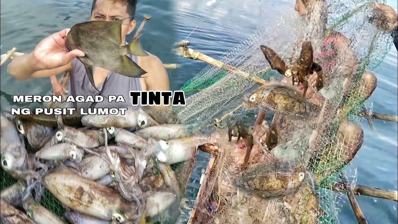 NA TINTAAN AGAD ANG BAGONG LAMBAT NG MGA PUSIT LUMOT