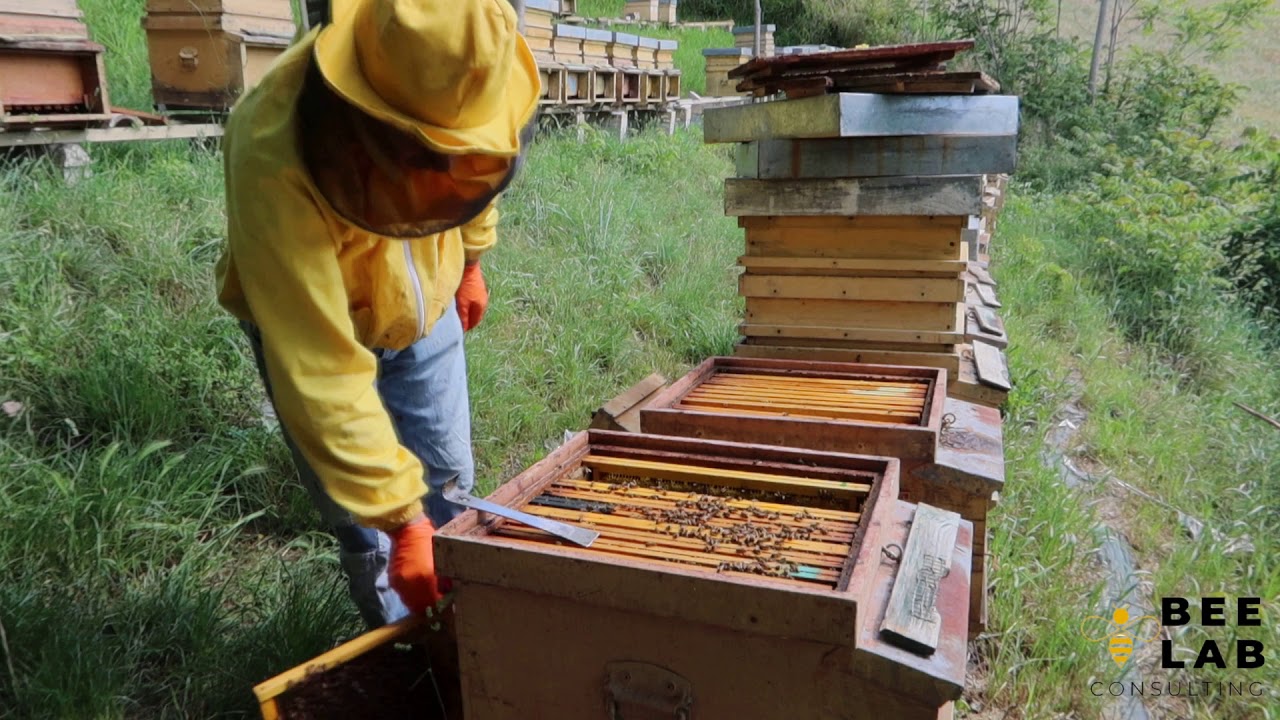 A.6 Produzione di sciami a giugno [bee lab consulting]