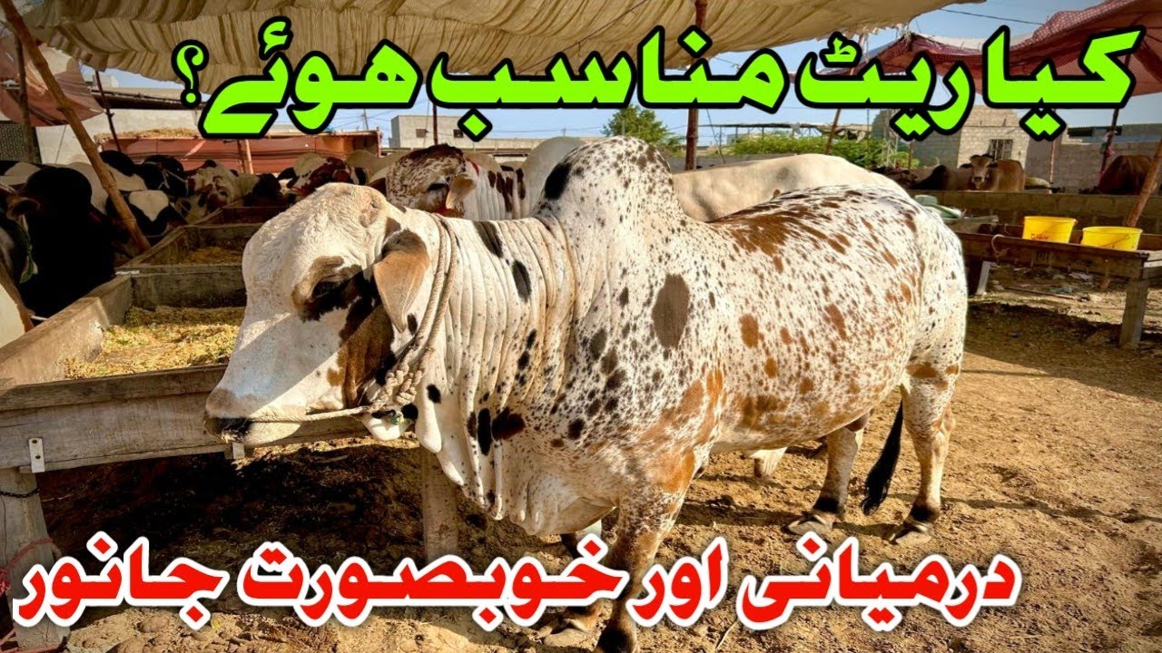 Kia Rates Munasib Hue .Naval Moach Goth Maweshi Mandi latest update #mandiupdate #cowmandi2024 #cow