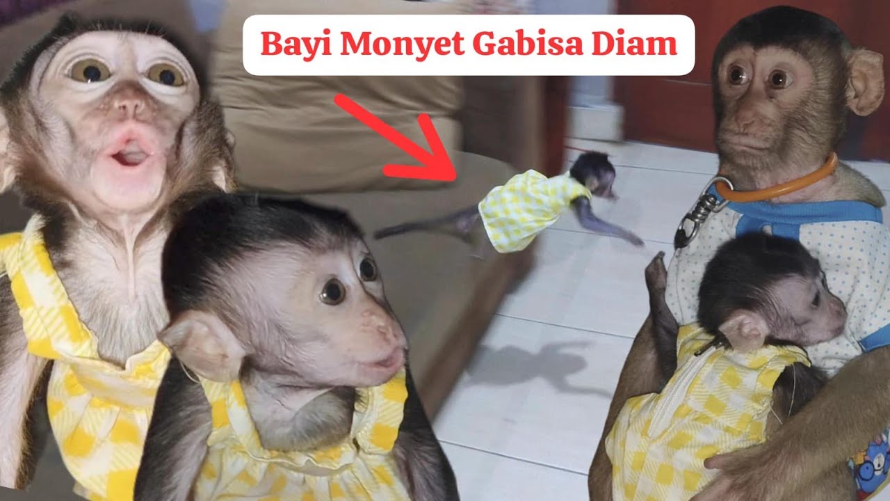 Baby Monkey Lala Belajar Freeroom Di Dalam Rumah ‼️Beruk Lily selalu Menjaga Lala