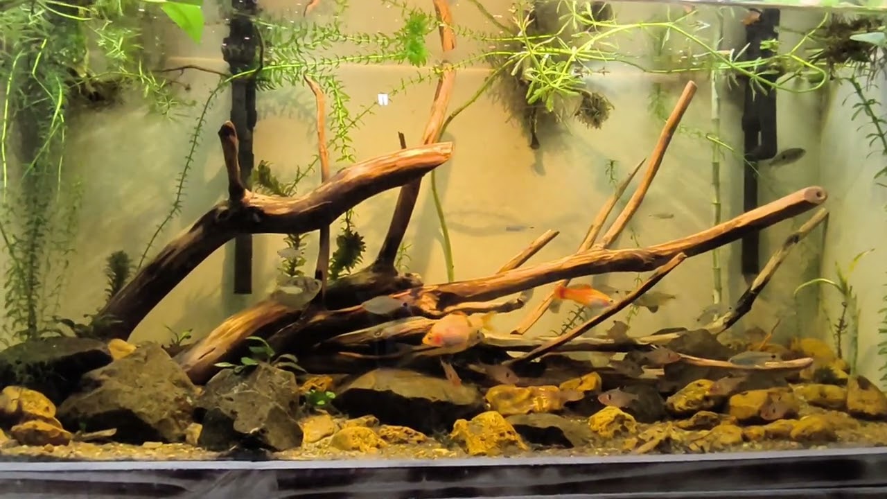 Aquário amazônico totalmente feito de reciclados  filtragem e biologia em armonia manutenção quase 0