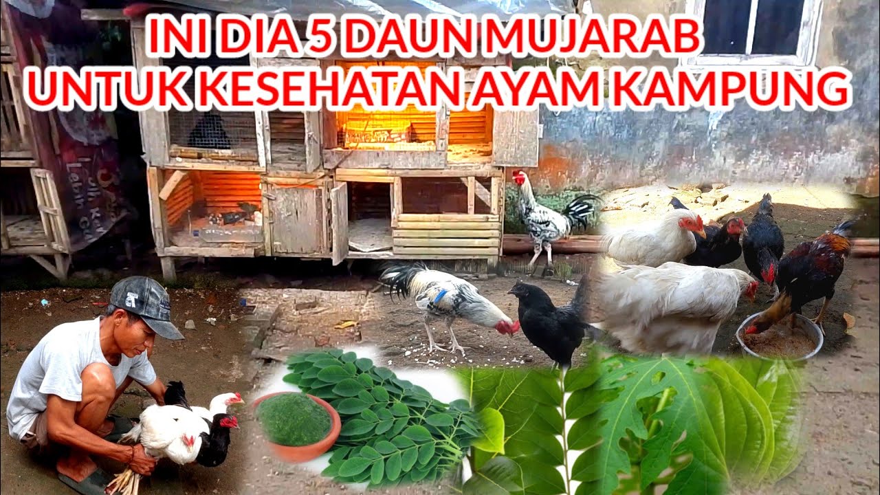 INI DIA !!! 5 DAUN MUJARAB UNTUK KESEHATAN AYAM KAMPUNG AGAR TUMBUH SEHAT DAN LAHAP MAKANNYA 