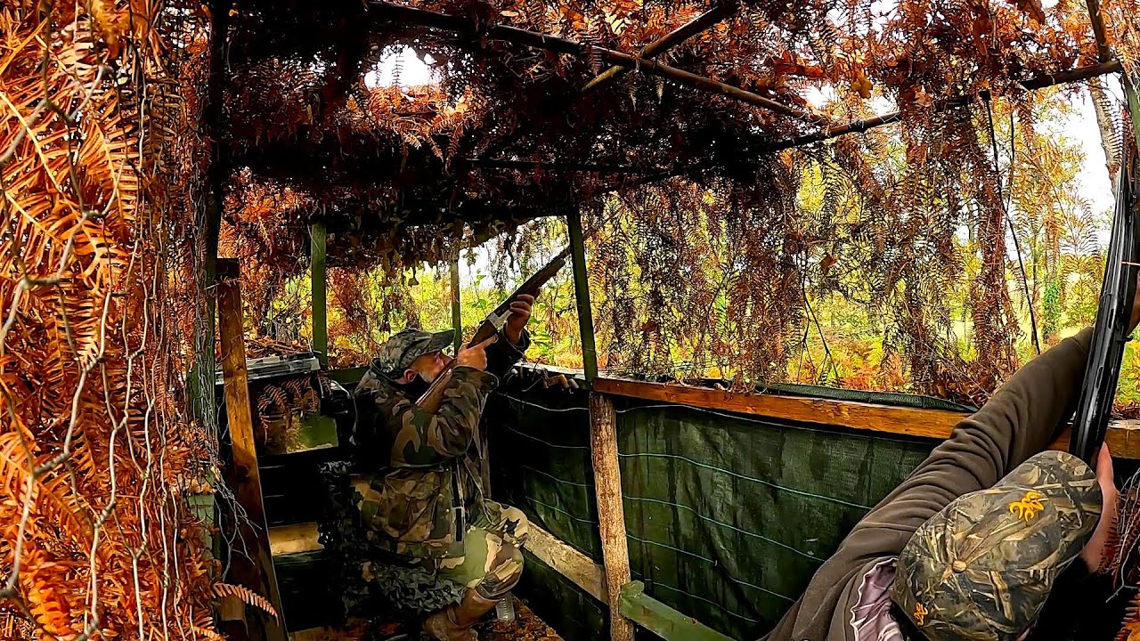 chasse palombe en palombi&egrave;re