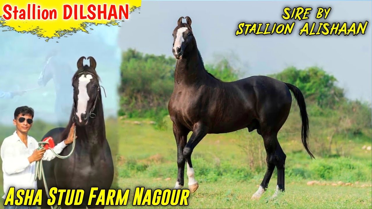 BEAUTIFUL MARWARI STALLION-DILSHAN || SIRE BY STALLION ALISHAAN || EXPLORING GUJARAT 94 ||