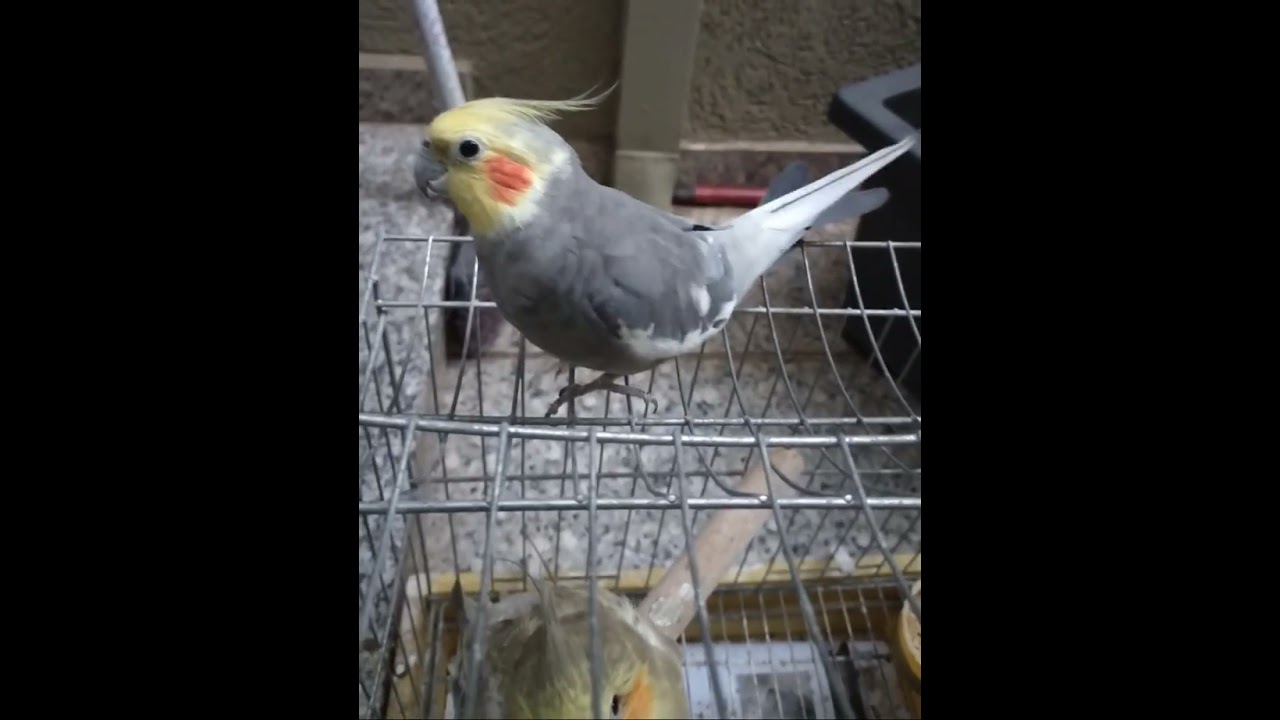 CALOPSITA FOFINHA!!