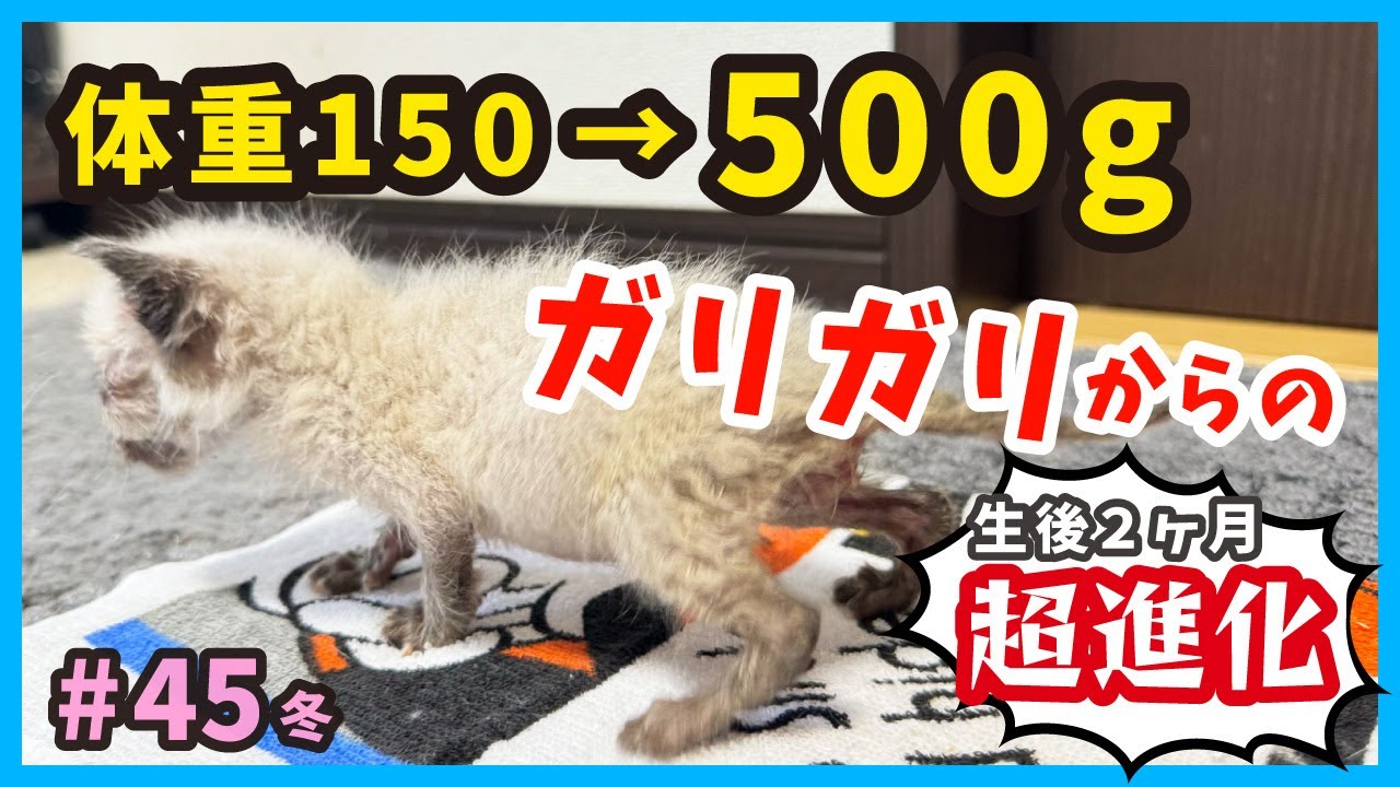 【生きる子猫】激変する姿を一挙公開！ミルクが飲めずガリガリだったけどイケニャンに変身。（冬45）