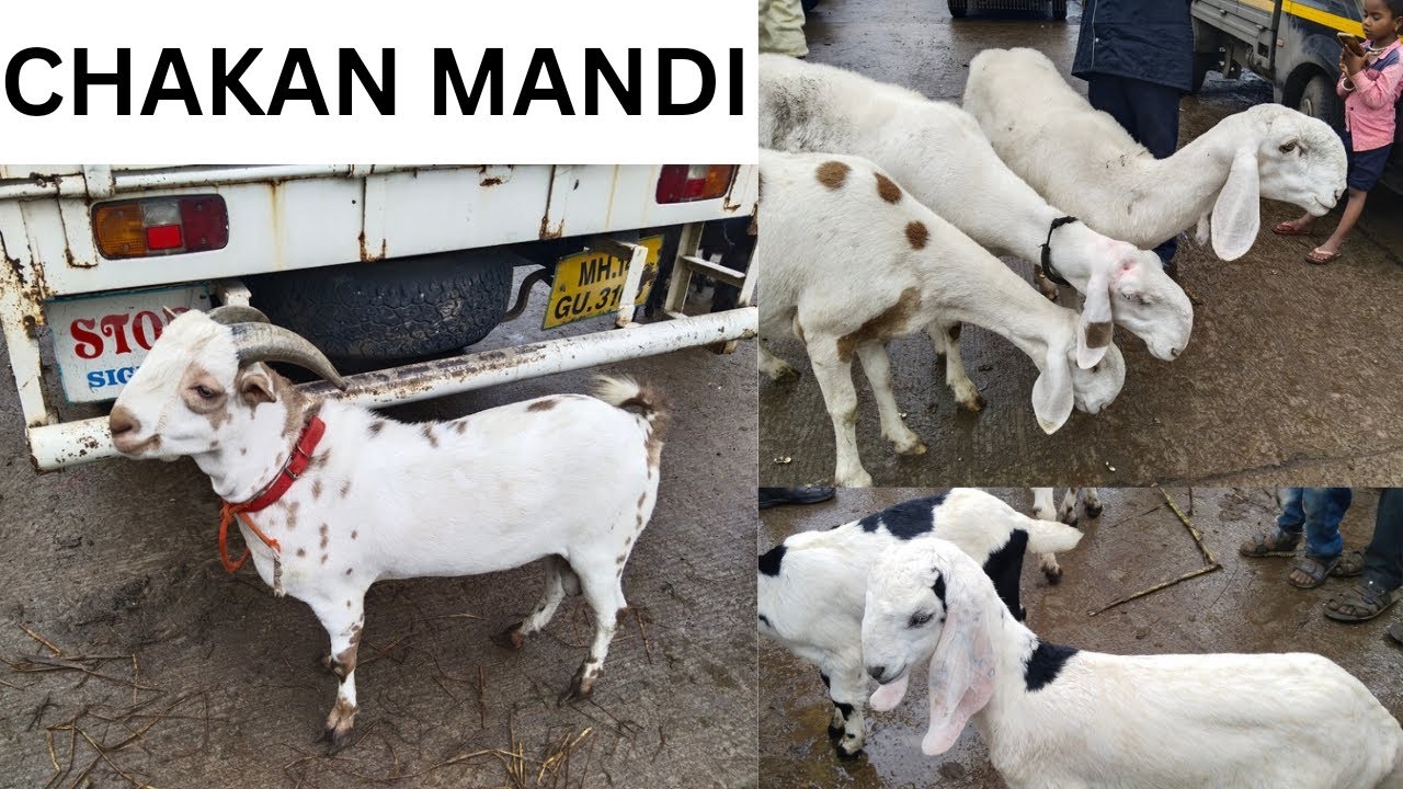 CHAKAN BAKRA MANDI चाकण बकरी PUNE #CHAKAN #SALIVESTOCK Saturday 9 sep 23 Shravan Bazarbhav #sheli