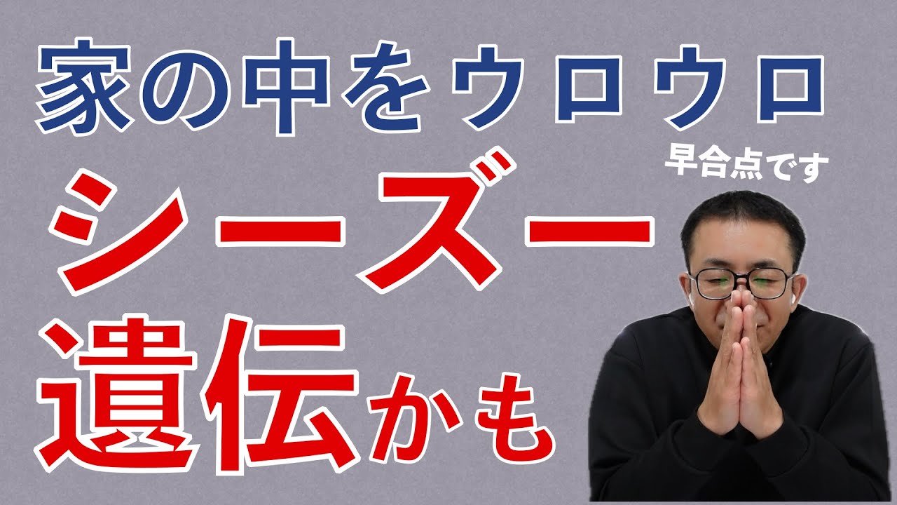 てんかんに遺伝的要因はあるの？血縁のシーズーがてんかん治療中。