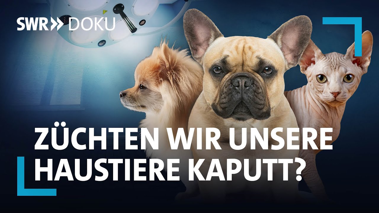 Leiden auf vier Pfoten - Züchten wir unsere Haustiere kaputt? | SWR Doku
