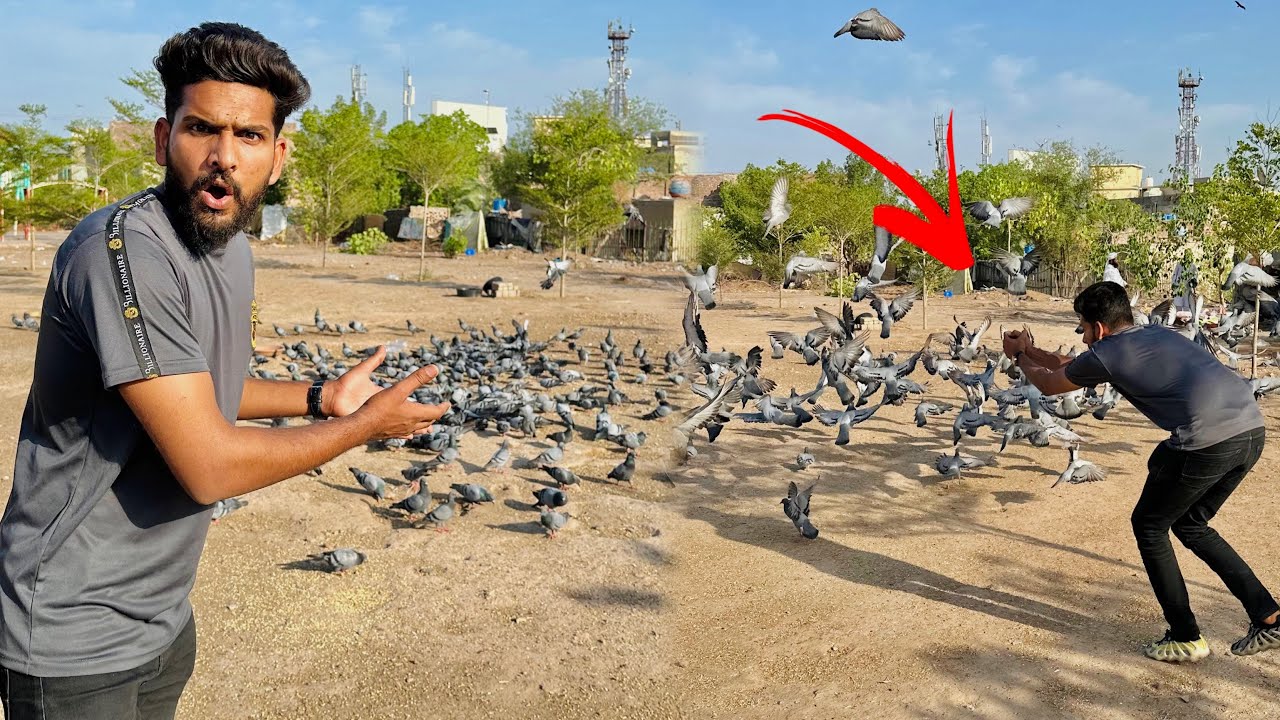 Aaj Road se kabutar paker na Kay liya agy or ya Kia hua 😳😳