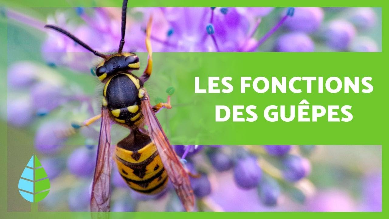 A QUOI SERVENT les GU&Ecirc;PES ? (4 fonctions ESSENTIELLES)