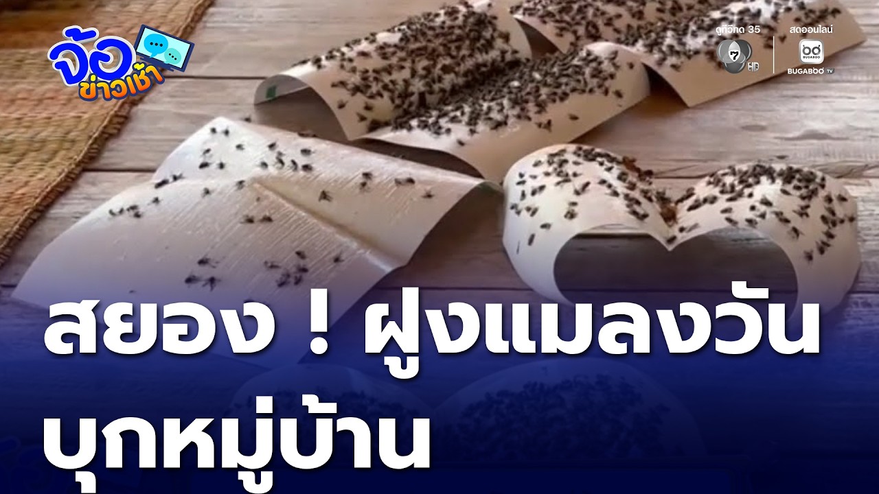 สยอง ! ฝูงแมลงวันบุกหมู่บ้าน | จ้อข่าวเช้า