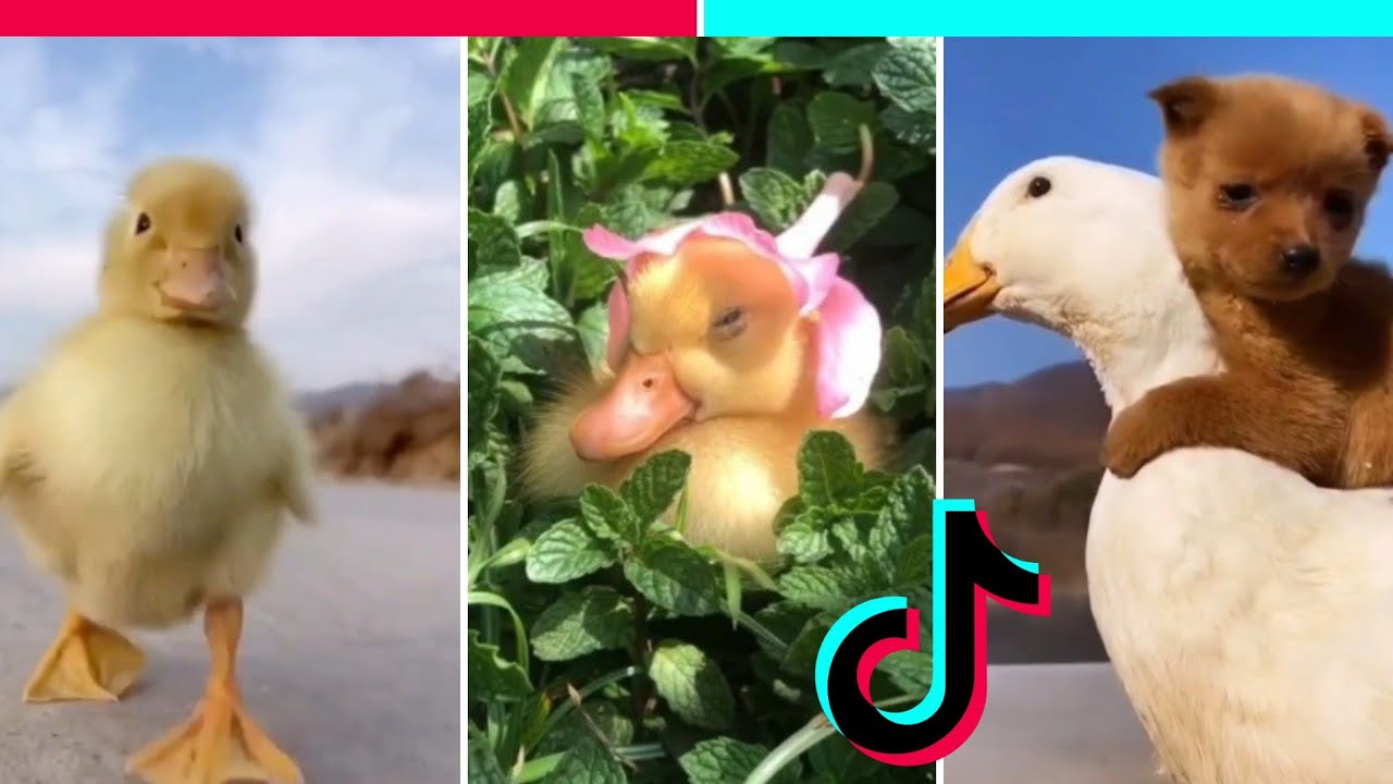 OS PATINHOS MAIS FOFOS DO TIKTOK | Animais Fofos