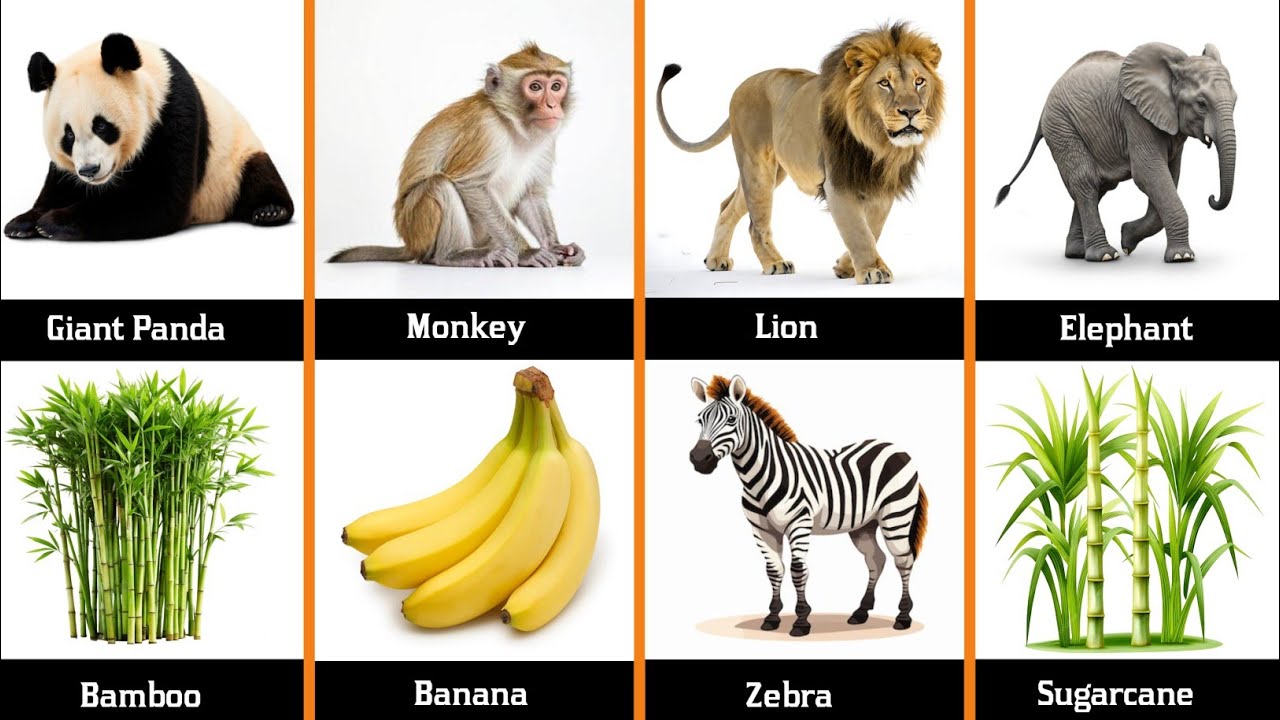 Animals And Their Favorite Food Comparison Video 