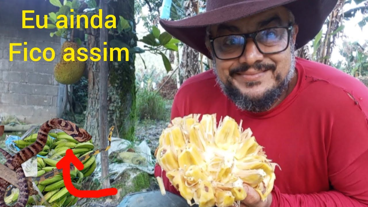 Só ficou a roupa dela na casinha, colhi jaca e banana da terra 