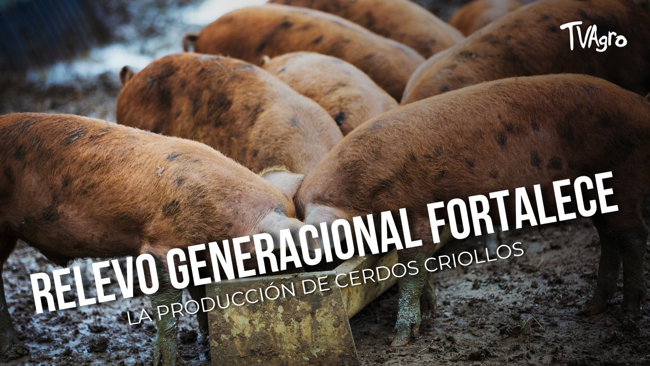 Relevo generacional fortalece la producción de cerdos criollos - TvAgro por Juan Gonzalo Angel