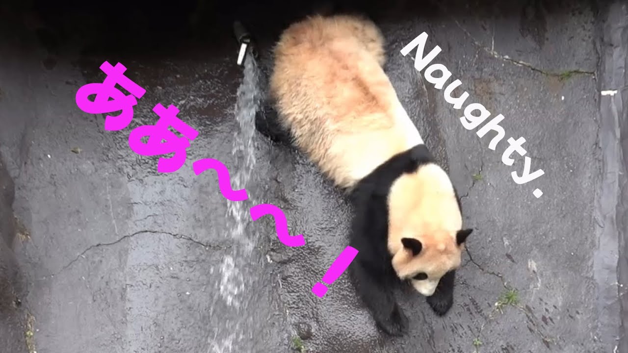 究極の頭脳犯結浜、あー！　池の水抜かす、わ～楽しい、叱られるので逃げて走る