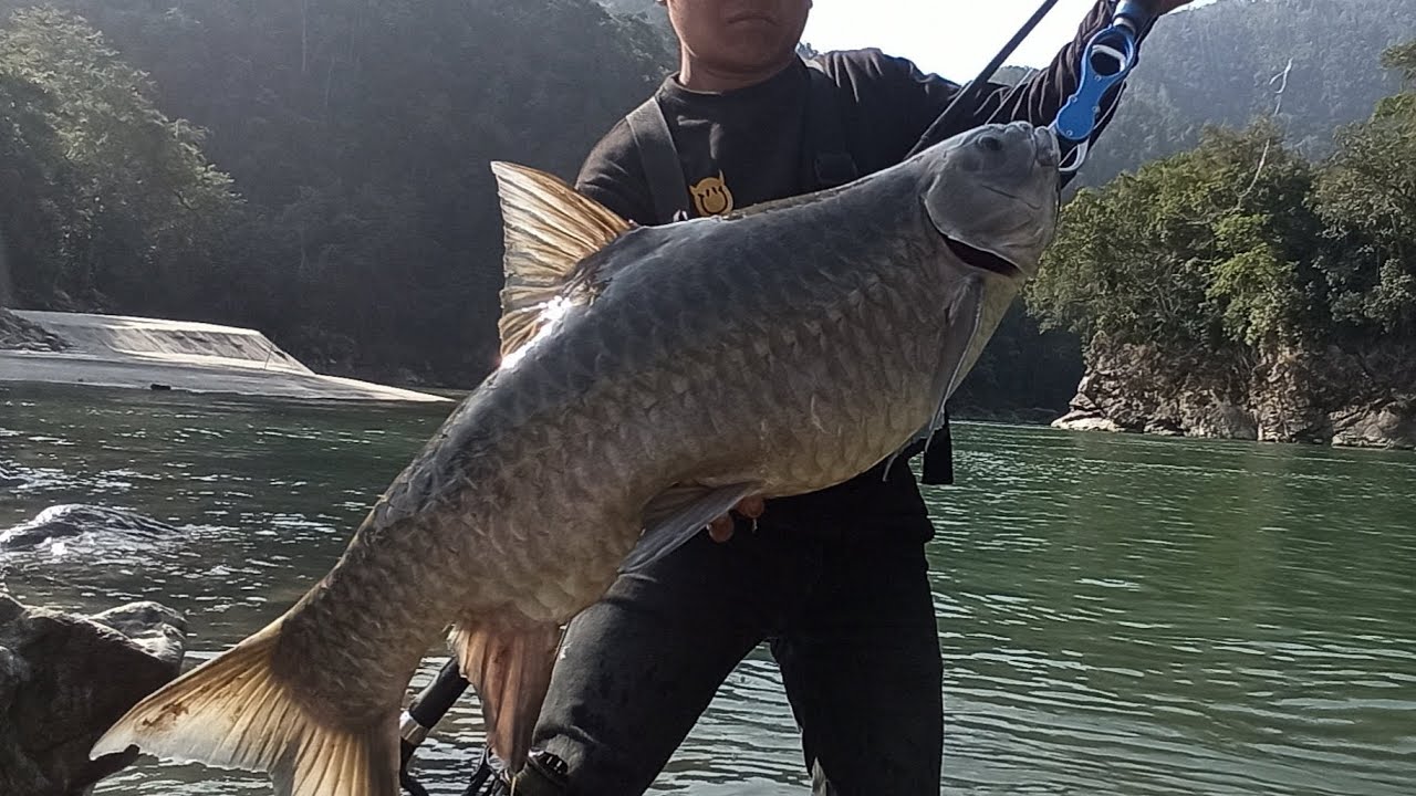 Fishing Monster Chocolate Mahseer, Part-two. my Biggest Catch of Chocolate Mahseer,