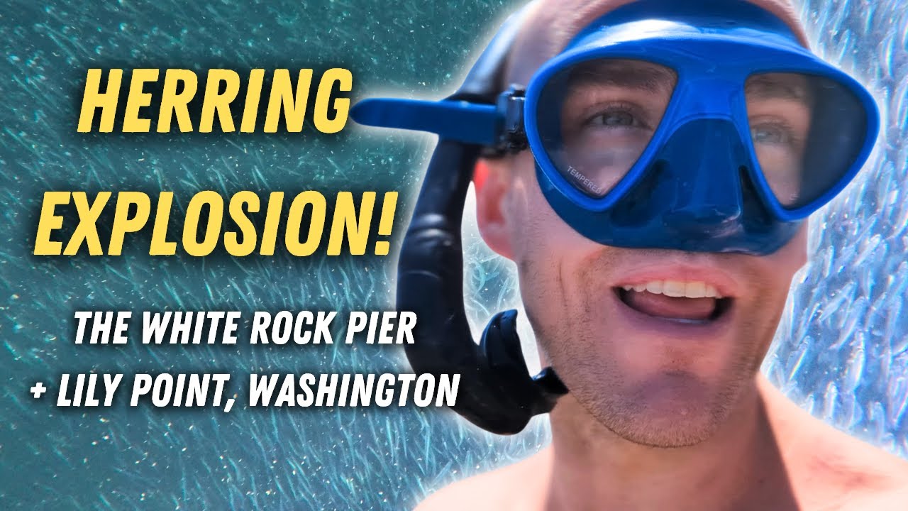 The Best Snorkeling near Vancouver, BC? - White Rock! | PNW Samson