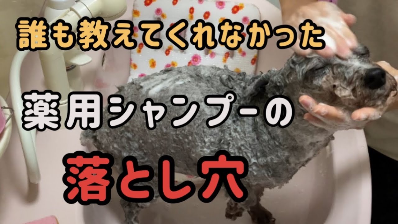 犬の薬用シャンプー正しい使い方！これを知ったら皮膚病治る？【おしゃべりペット】