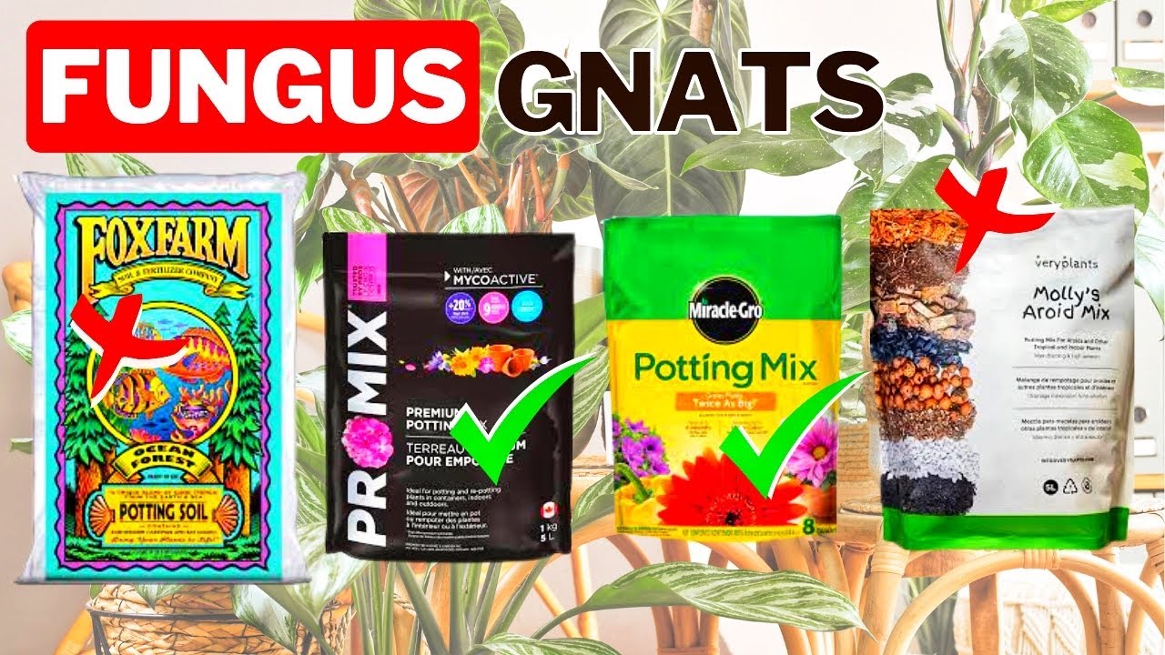 Choose A Potting Soil With ZERO Gnats With This Trick.