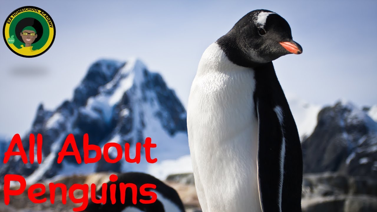 Penguin Life Cycle | All about Penguins