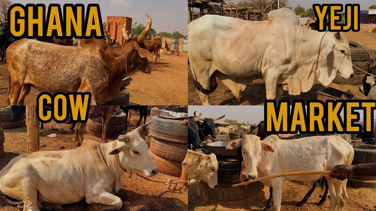Is Yeji The Cheapest Livestock Market In Ghana!