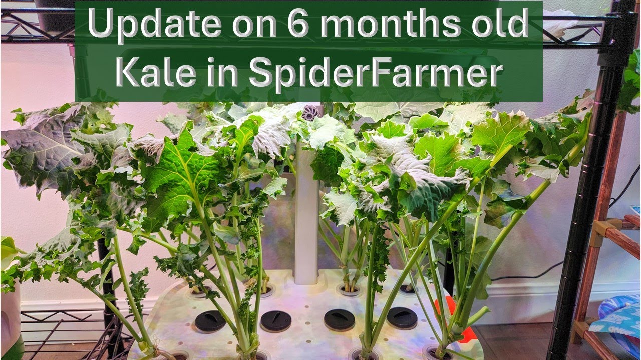 6 months old Kale growing in Spider Farmer Hydroponics System | Siberian Dwarf Kale