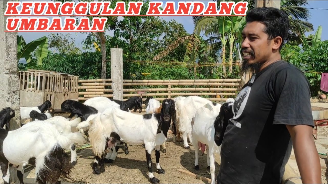 KEUNGGULAN KANDANG SEMI UMBARAN 