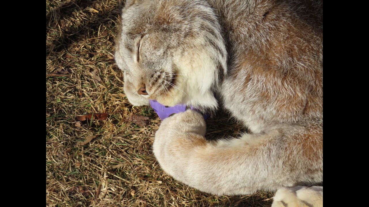 Max Canada Lynx Unleash the Fur!