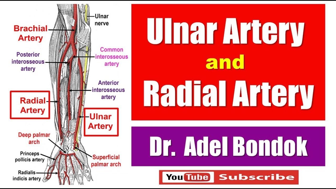 Ulnar Artery and Radial Artery, Dr Adel Bondok