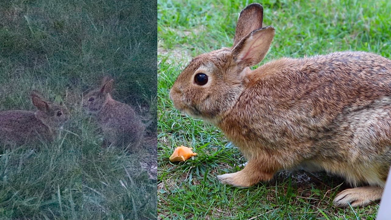 🐰 LAPINE THE RABBIT HAD TWIN BABY BUNNIES (PIP & JET)! 🐇🐇