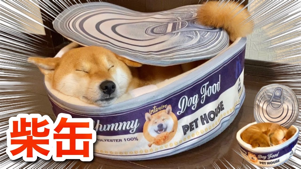 【柴犬】柴缶いかがでしょうか