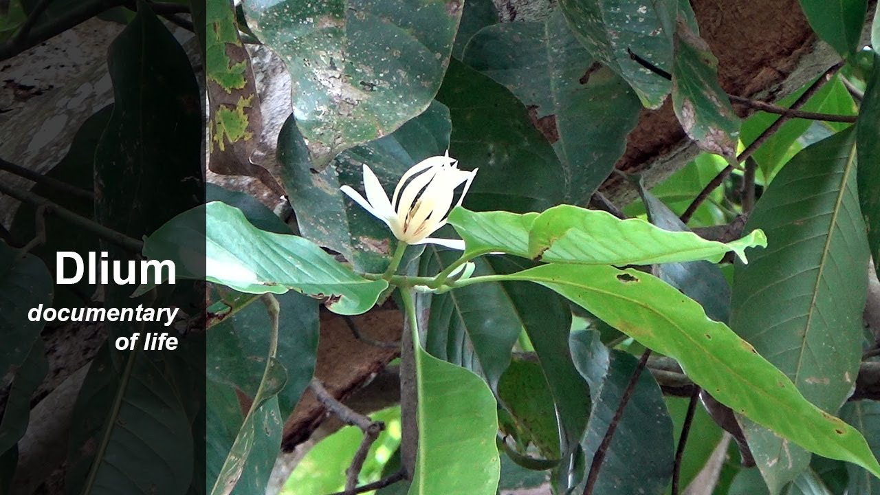 White champaca (Magnolia alba)