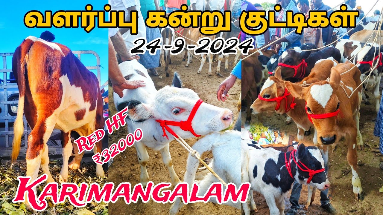 24-9-2024 karimangalam cow market தருமபுரி மாவட்டம் HF cow Jersey cow கிடாரி கன்று விற்பனை