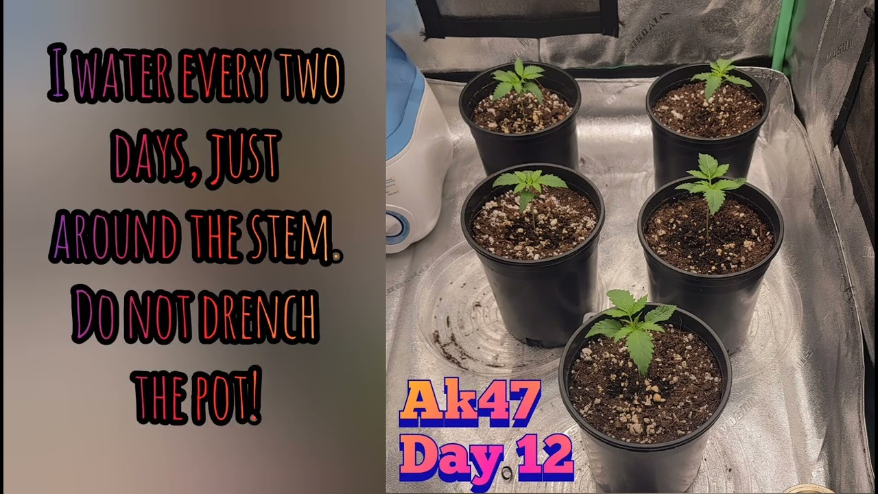 My AK47 cannabis grow routine