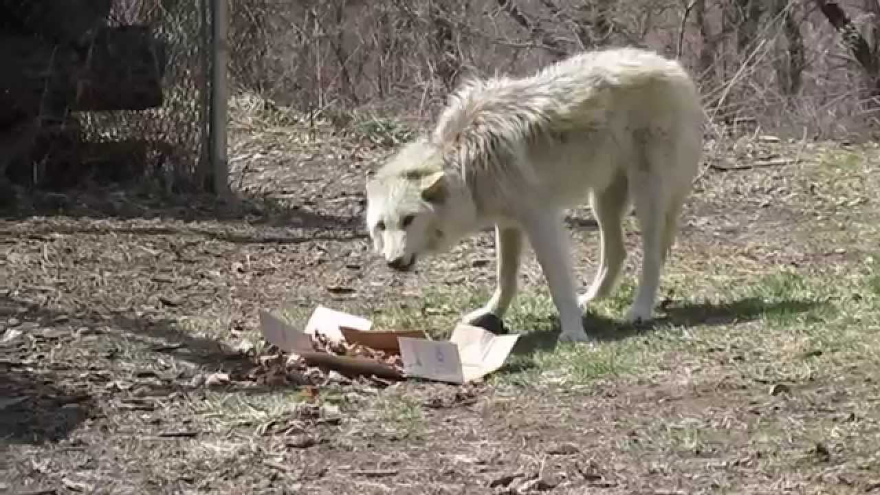 Easter Enrichment for Ambassador Wolves Alawa and Zephyr