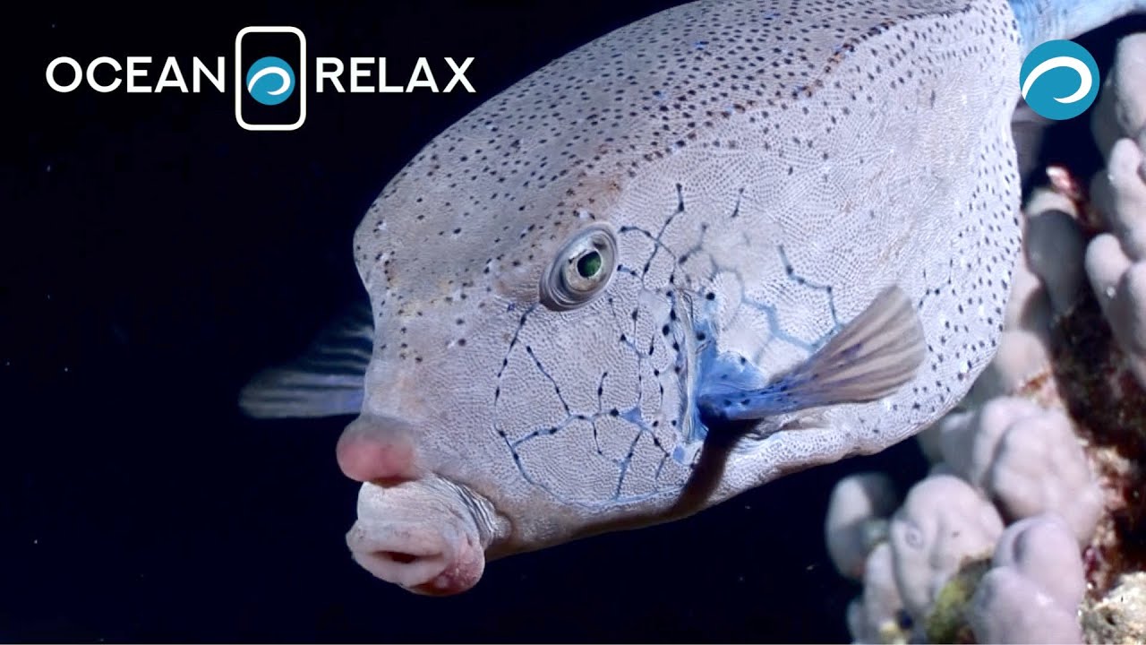 Amazing adventures and diving on the reefs of the Red Sea.. Part I. Ocean Relax Film.