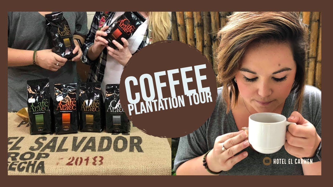 El Salvador Coffee Plantation - How Its Made