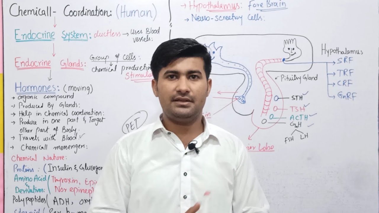 17.15 Chemical coordination | Endocrine system | hormones | role of hypothalamus in coordination