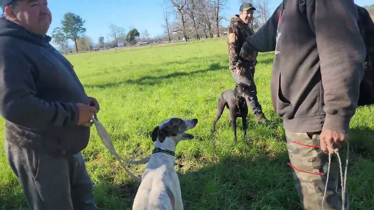 SUR DE CHILE .(TEMPORADA 2024) ayayay que estuvo bueno pariente 🤠✌️🐰🐶. #surdechile #liebre #galgos